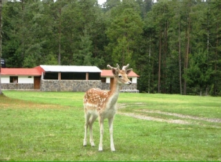 Fauna 